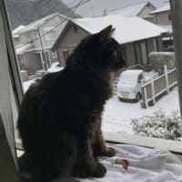 初めて雪を見る