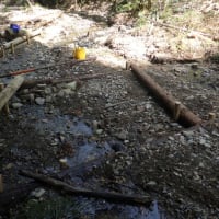 河床安定化作業　１９日目（整流木の設置）