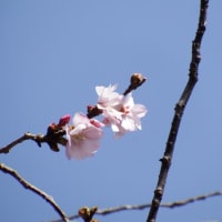 桜　ｱｰｺﾚｰﾄﾞ開花
