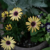 ●我が家の５月の花（５）　オステオスペルマムとトレニア　シルバーレース　ミニトマトの花　四季なりイチゴ　ナスタチウム　シラン