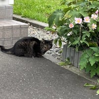 近所の野良さん