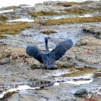 04/20探鳥記録写真-2：狩尾岬の鳥たち（２羽のクロサギ、ウミアイサ♀、ウミウ、）
