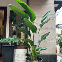 観葉植物 オーガスタ