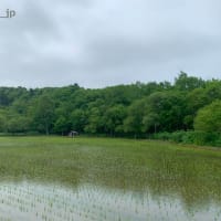 4121．日本最北の水田