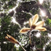入院治療の前に少しだけ花散策！（ムヨウランと浜野浦の棚田！）