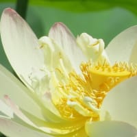 2025-06-19 咲き始めた蓮の花