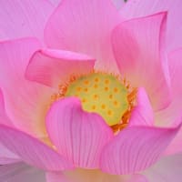 古河公方公園の大賀ハス