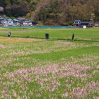 我が家の花々と西伊豆で満喫した「桜」（１）