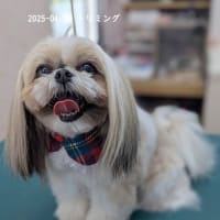 4月トリミング