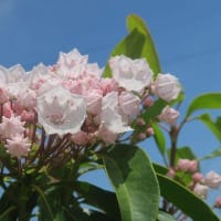 カルミアの花