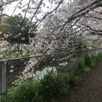 見沼用水沿い桜開花情報