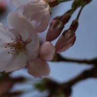 桜咲く