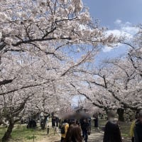 冬の花見