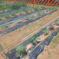 　収穫ズッキーニ・アスパラ　定植場作りとスナックエンドウ整理