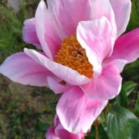５月の室礼と、再度のお知らせ
