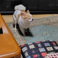 父母の会OGランチに行ってきました