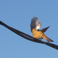 しょうびたき？（鳥の画像）