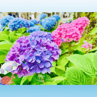 紫陽花の花にカタツムリ（gif画像）の作成