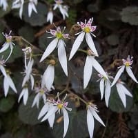 季節の花「雪ノ下 （ゆきのした）」
