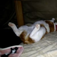 あおむけに寝る猫