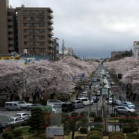 国立駅のホームから見る桜