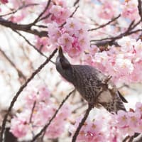 春ですねぇ