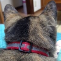体温調節