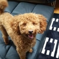 今日のチャコ