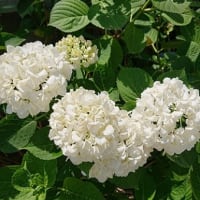６月　１８日