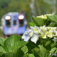 紫陽花と天浜線、其の五