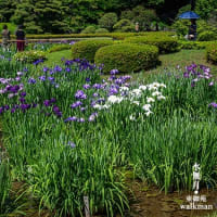 東御苑、水無月。