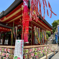 鎌倉に〜　蓮の花・アガパンサスを♪