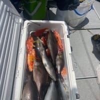 ６月17日の釣果〜🎣🐟