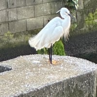 シロちゃんいた〜