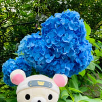 紫陽花。