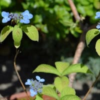 鉢植えのヤマアジサイ　a、天の川