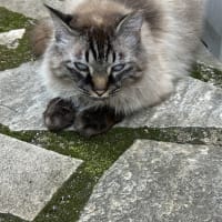 さばきち君の首輪装着出来たよ～♪