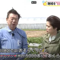 タンポポ　　　雑感　２
