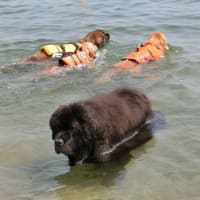 ちょっと涼しげな水遊び（琵琶湖にて）