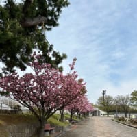 西海岸公園の噴水と八重桜を楽しみながら11,000歩達成‼️