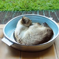 2025　6月30日　北野天満宮　午前　猫鍋