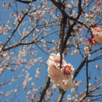 きれい！ みさと公園(埼玉県）の梅の花です