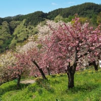 高遠町 花の丘公園の八重桜 其の2（2025年04月29日 火 ☀）