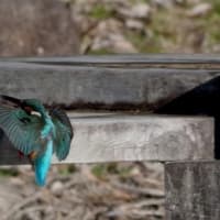 於大公園 ： 野鳥 ・ 翡翠 ・ カワセミ・・・フリー素材ブログ　カワセミ
