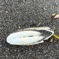 今週の釣り