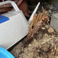庭の排水管に根が（その６）完結編
