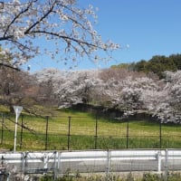 桜・桜・桜　文化放送送信所