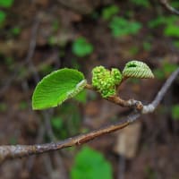 五月下旬　手稲山に咲く花
