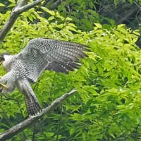 ハヤブサ　餌を持ったまま止る様です！