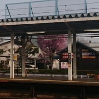 函館の桜にいきまーす！